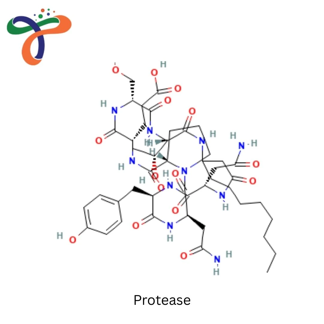 Protease